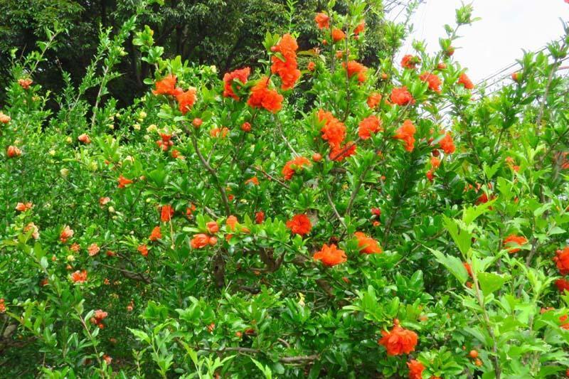 花散歩 花ざくろ 他 デジカメ散歩